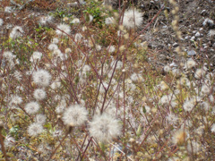 蒲公英　絮