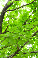 長梅雨なれど・・　木蓮の葉は清し