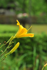 雨上がりキスゲ