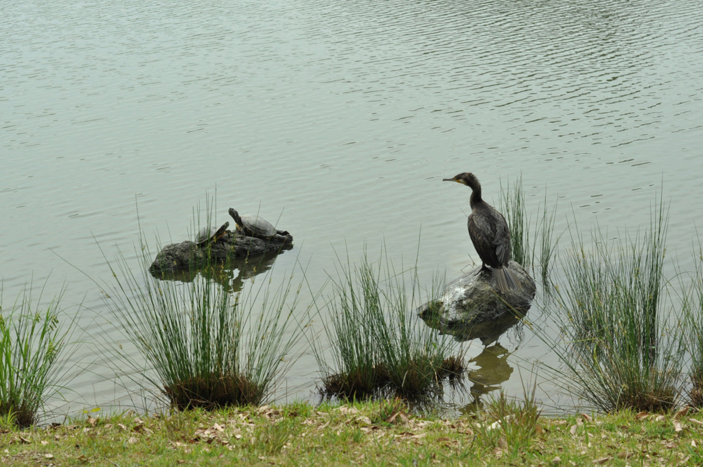 鶴亀ならぬ　”鵜と亀親子”