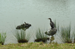 鶴亀ならぬ　”鵜と亀親子”
