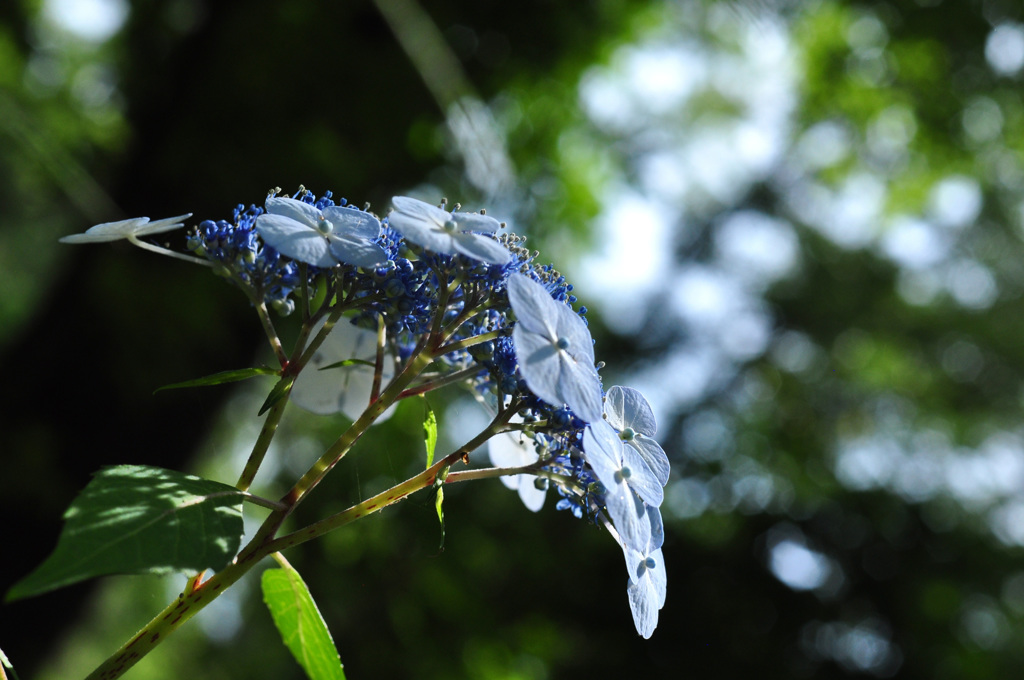 厳かに～額紫陽花