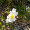 茨の花（いばらのはな）　　 愁ひつつ丘に登れば花茨　　与謝蕪村