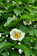 沙羅の花　（夏椿）
