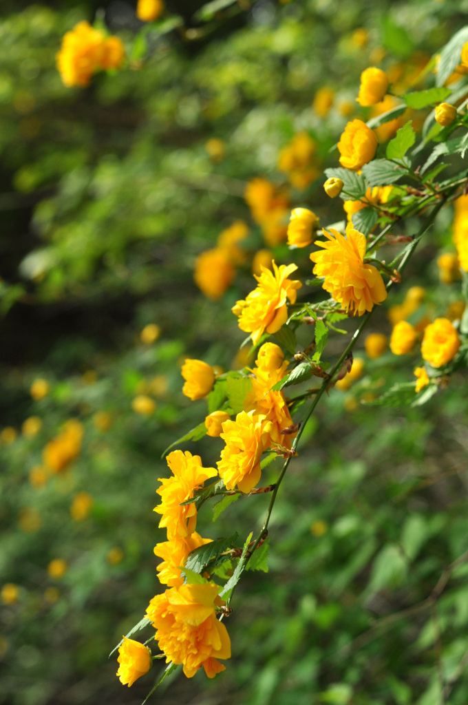 七重八重 山吹の花 By Alp Kai Yu Id 写真共有サイト Photohito