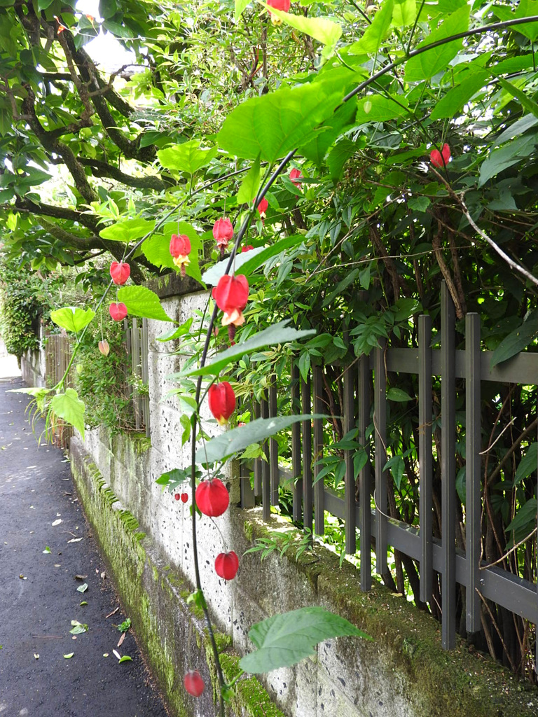 とある裏通り