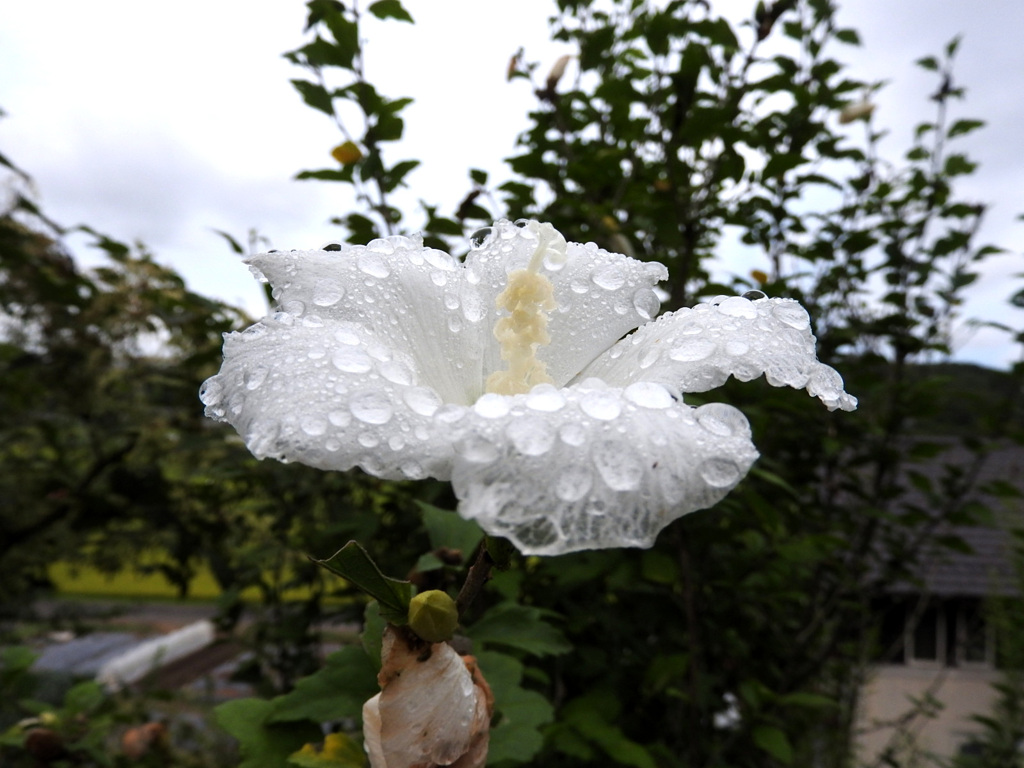 雨しとど～　　槿の花