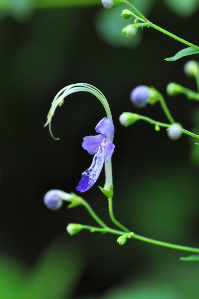 ホカケソウ（帆掛草）  別名　カリガネソウ（雁草）とも