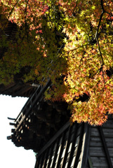 鐘楼の紅葉 鐘楼の紅葉