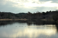 散歩道の風景　冬の池