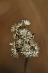 晩秋の華やぎ  　　 畔道