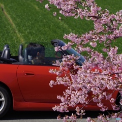 河津桜とS2000