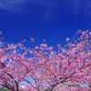 青空と河津桜