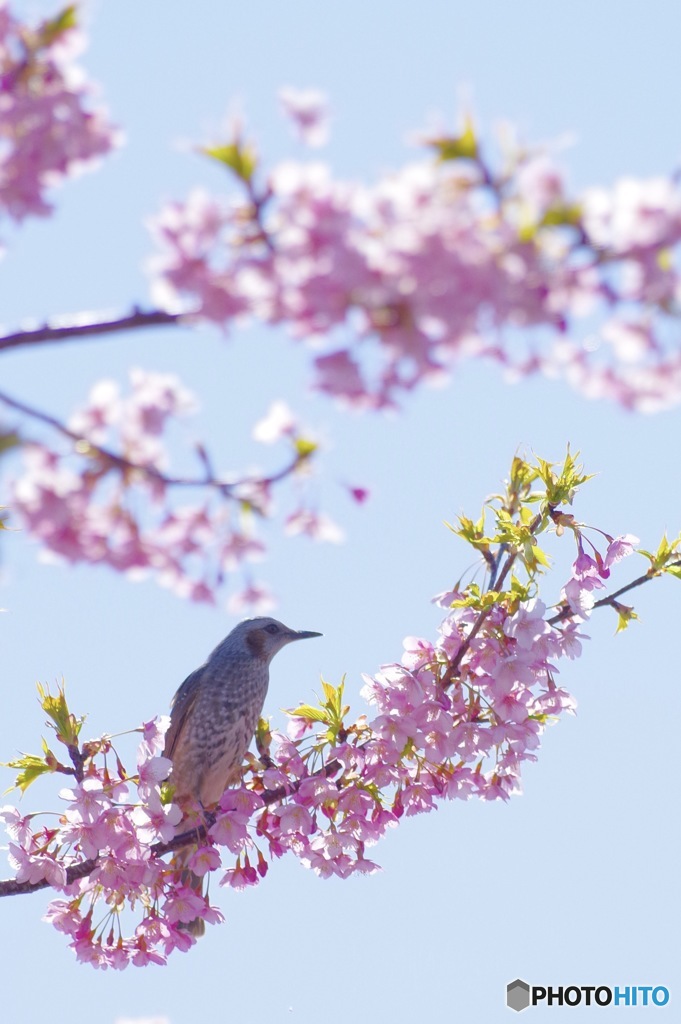 花鳥
