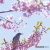 花鳥