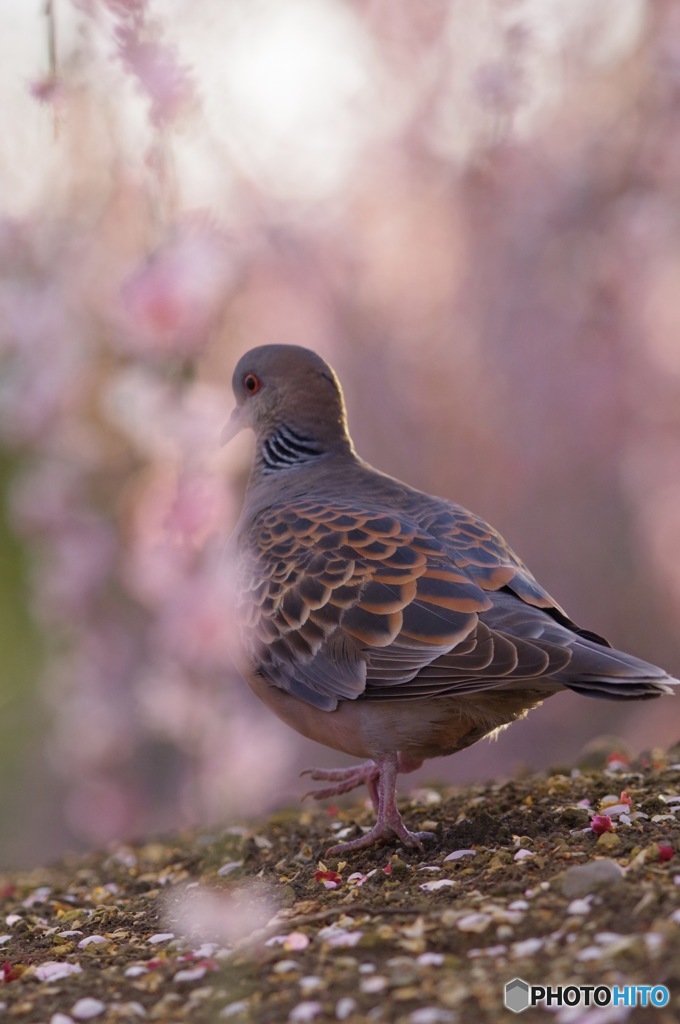 梅と鳩