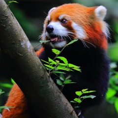 レッサーパンダ