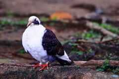 なぜか鳩…
