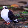 なぜか鳩…