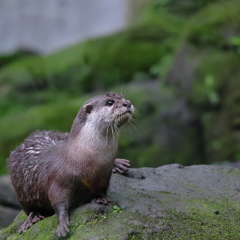 カワウソ