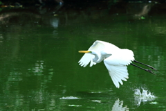 ダイサギ