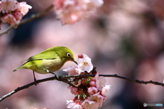 春3
