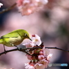 春3