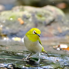 水遊び