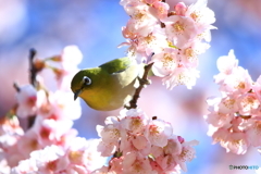 春2