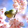 春2