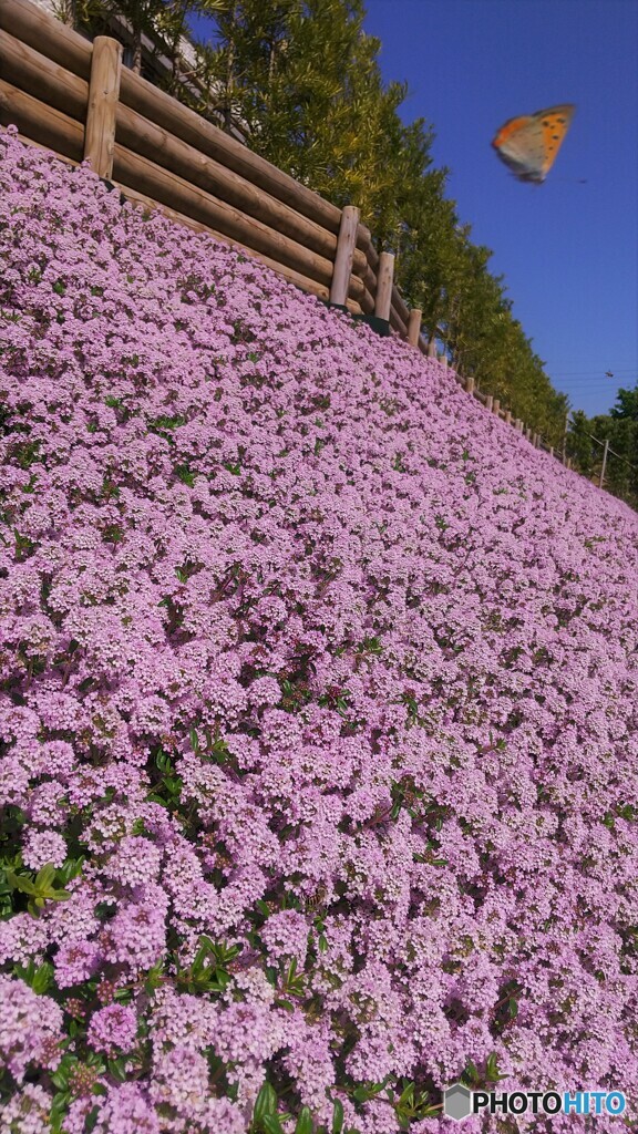 予期せぬ写り 2021-04-11