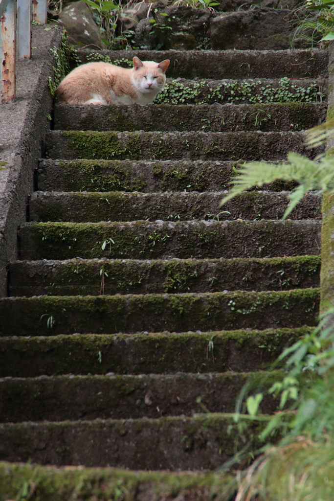猫のいる石段 IMG_0056 