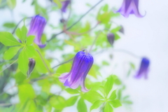 小さなベル