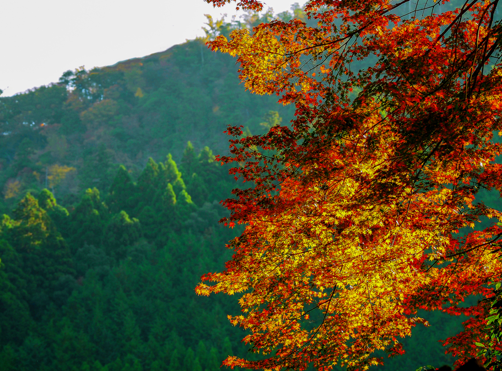 北山杉と紅葉