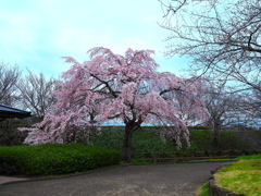 名もなきしだれ桜