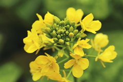 菜の花