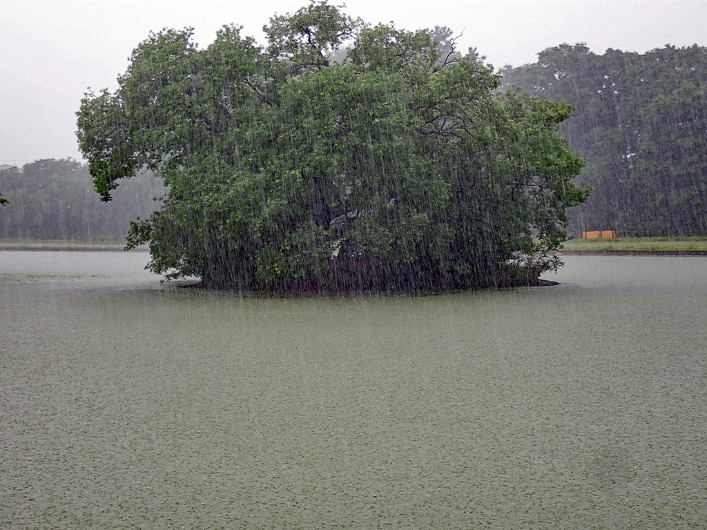 雨 