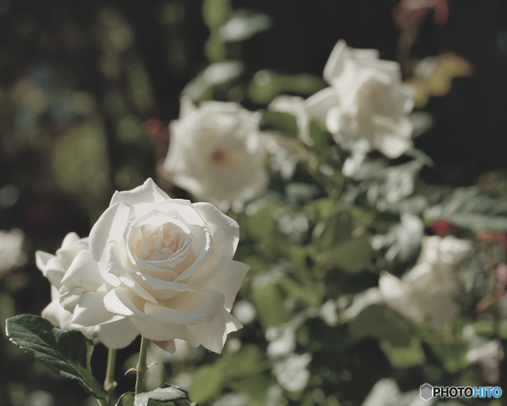 薔薇