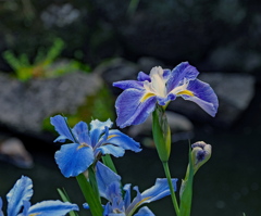 花菖蒲かな？
