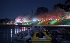 夜桜花見の公園