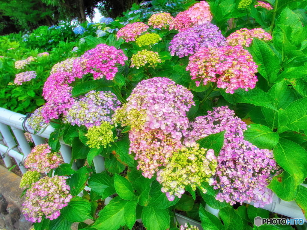 色々おたふく紫陽花