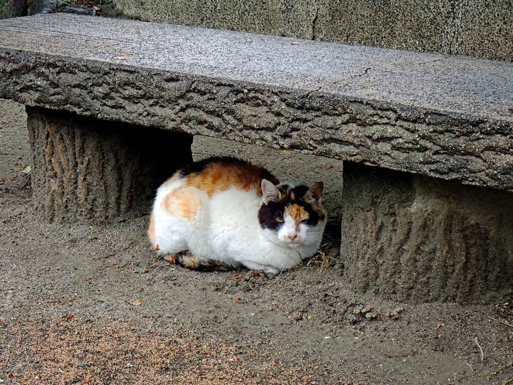 雨宿り 俺をにらむなよ