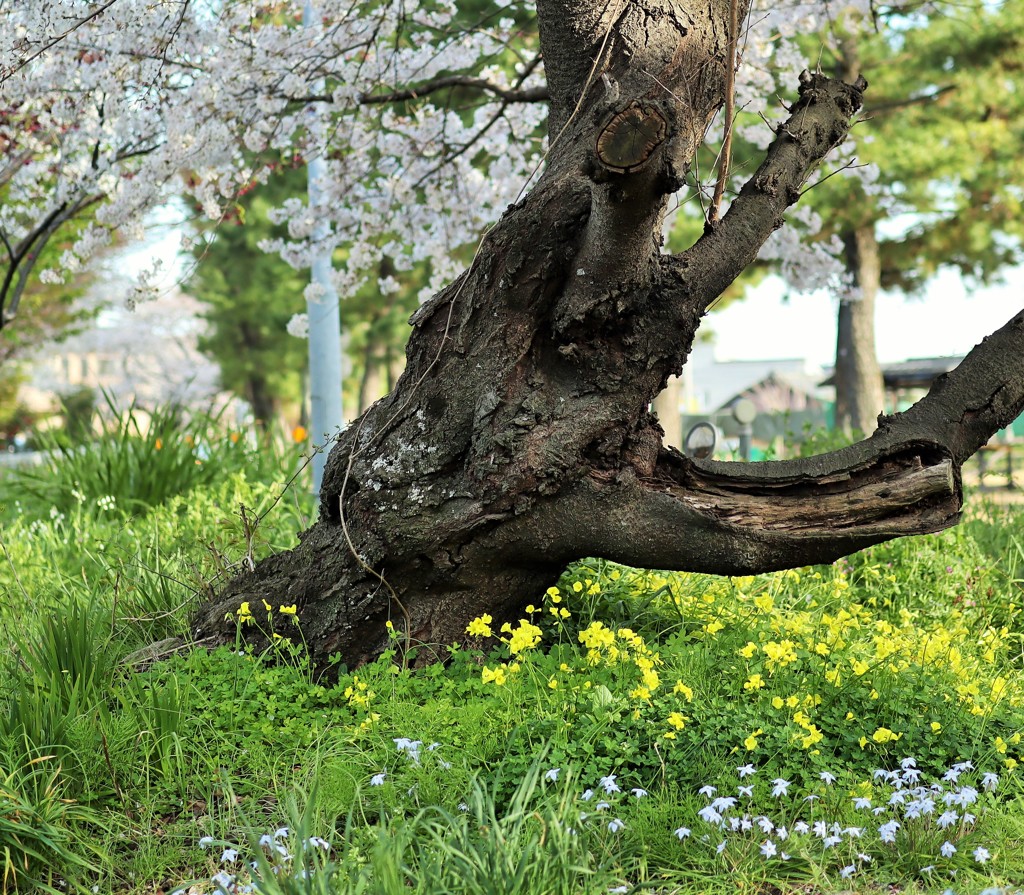 桜  幹