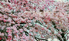 満開