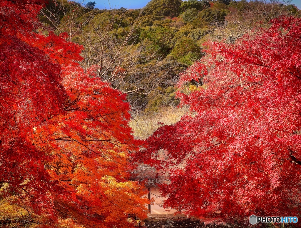紅葉