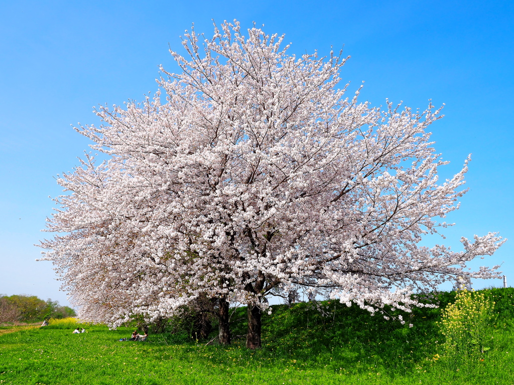 桜の木の下で