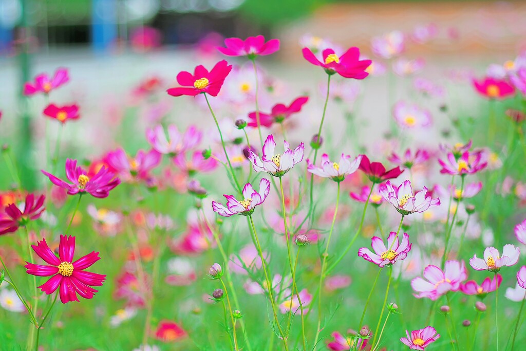 秋桜