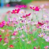 秋桜