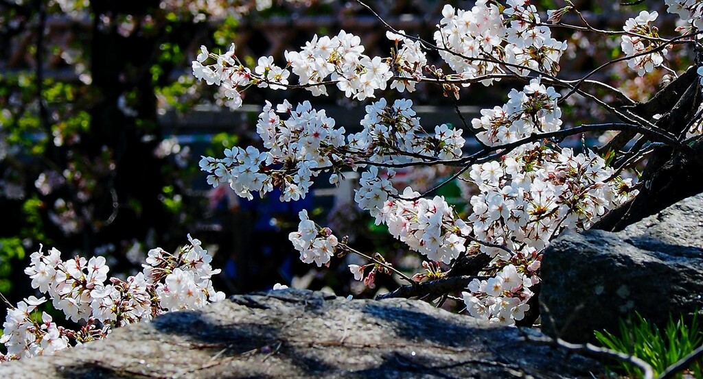 御堀と桜  ２