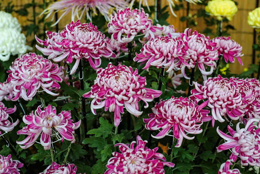 奉納菊